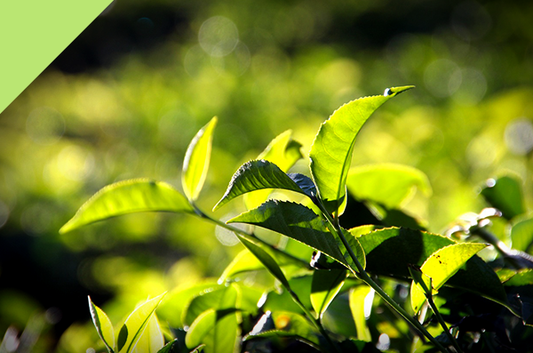 New Indian Summer Teas