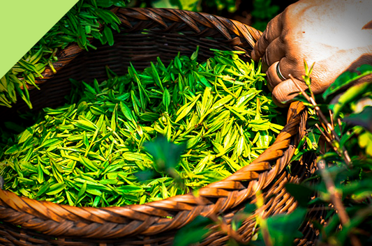 Sipping Summer Savings!