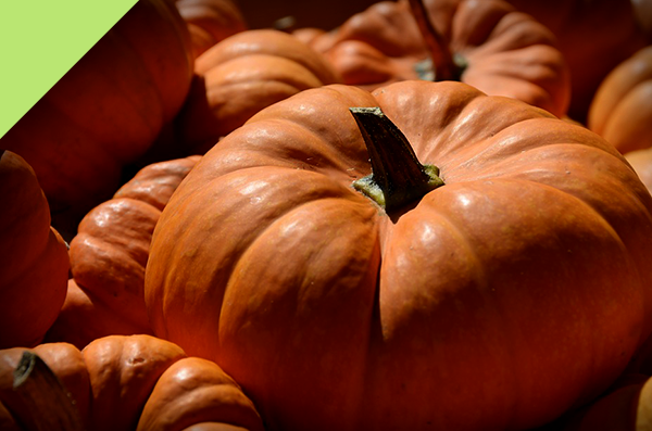 Trick or Treat With Premium Steap